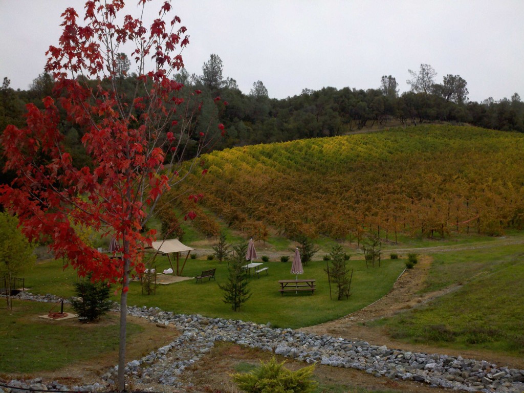 View of the vineyards at David Girard
