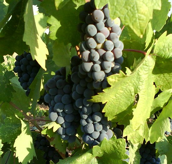 Zinfandel Grapes