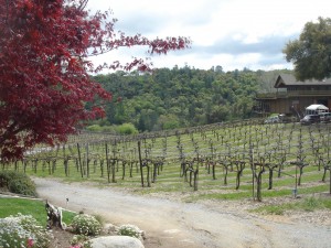 Vineyard at Gold Hill