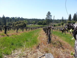View of the vineyard at Mastroserio Winery, in the Fairplay region. (c)2013 David Locicero