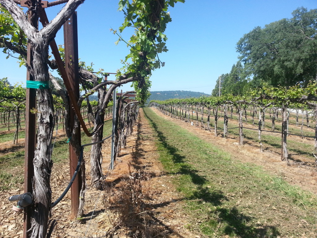 Vines surrounding Gold Hill Vineyard. Photo copyright 2014, David Locicero